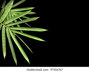 bamboo isolated on black background - Shutterstock ID 97356767