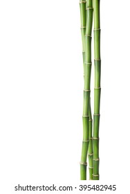 Bamboo isolated on white background. 