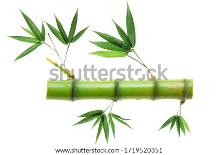 Bamboo isolated on white background
