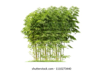 51,924 Bamboo Tree Isolated Images, Stock Photos & Vectors | Shutterstock