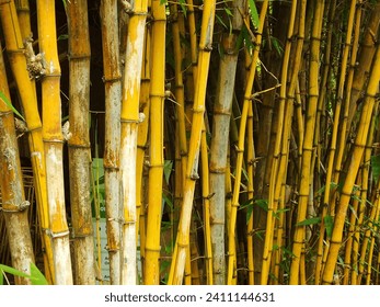 Bamboo in jungle, detail on bamboo, beautiful nature. Scene of yellow bamboo forest.