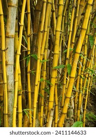 Bamboo in jungle, detail on bamboo, beautiful nature. Scene of yellow bamboo forest.