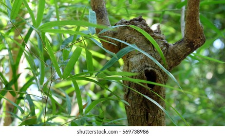 bamboo leaf with branch tree