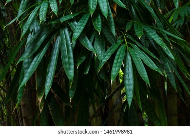 Bamboo Leaf Of Brazilian Rain Forest.