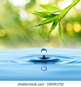 Bamboo Leaf, Fresh, With Water Drop On Blue Water And Summer Background