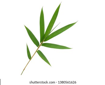 Bamboo leaf isolated on white background with clipping path, Bamboo leaf texture background, Chinese bamboo leaf, Green leaves