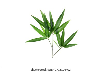 Bamboo leaf isolated on white background, Bamboo leaf texture as background or wallpaper, Chinese bamboo leaf,