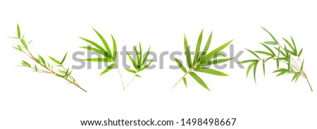 Bamboo leaf isolated on white background, Fresh bamboo leaves texture as background or wallpaper, Chinese bamboo leaf, Collection or set of green bamboo leaves