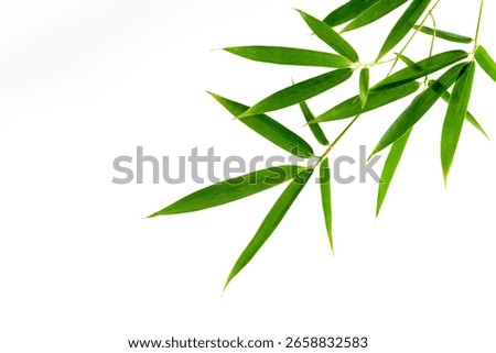 Bamboo leaf material with white background