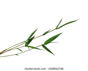 Bamboo Leaf On White Background Tree Stock Photo 1428962768 