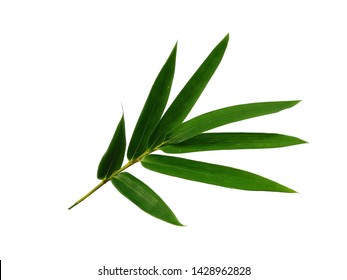 Bamboo leaf on white background. Tree with green leaves. The name of the plant is Bambusoideae.