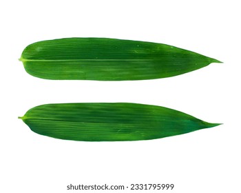 Bamboo leaf png, green pattern leaves bamboo or abstract background. Single Isolated Bamboo leaf texture. The bamboo leaves on white background. White isolation background with clipping path. Close up