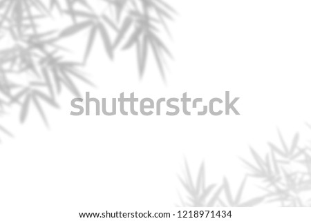 Bamboo leaf shadow on white wall Background. Blank copy space.