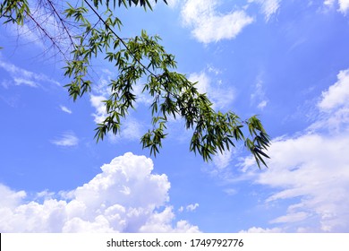 Bamboo leafs ,Big white cloud with the blue sky .The vast blue sky and cloudssky.Beautiful bluesky with clouds background.Sky with clouds weather nature cloud blue.