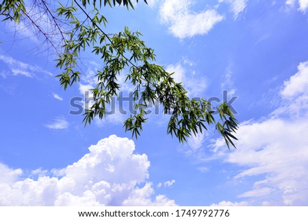 Bamboo leafs ,Big white cloud with the blue sky .The vast blue sky and cloudssky.Beautiful bluesky with clouds background.Sky with clouds weather nature cloud blue.
