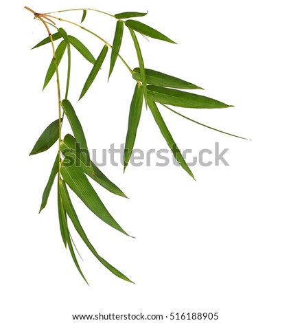 bamboo leaves stock photo