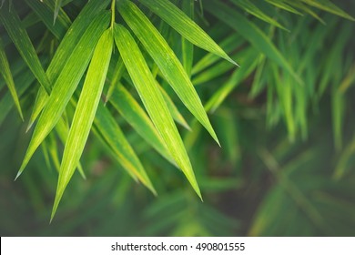  bamboo leaves background
