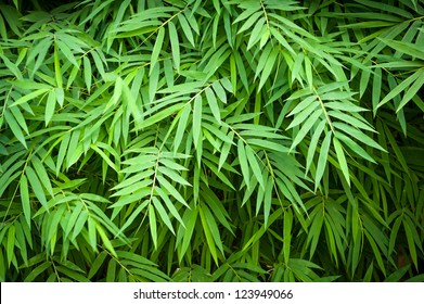 bamboo leaves background, nature green color of freshness wallpaper