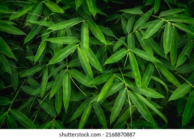 bamboo leaves background, nature green color of freshness wallpaper. The green bamboo leaves have space for text or backgrounds.