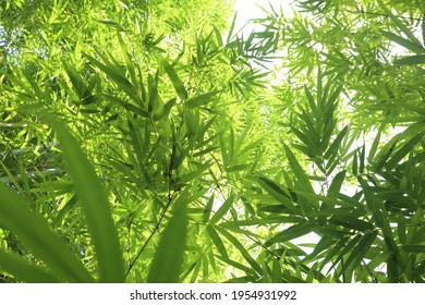 bamboo leaves background and sun light in Asia bamboo forest nature green color release oxygen. can be use as green background, wallpaper,forest bathing, copy space, copy writing.