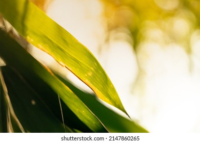 Bamboo leaves in focus with sunlight and warm feeling. Chinese and Asian tropical feeling. Nice Nature background.