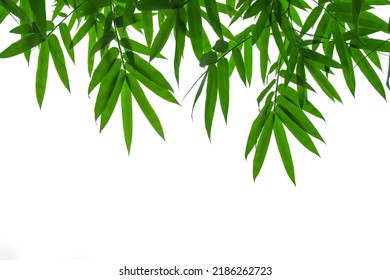 Bamboo leaves frame isolated on white background in forest. Light fresh jungle with growing, green bamboo leaves, zen bamboo. Single object with clipping path. Space for your text. Wide angle banner. - Shutterstock ID 2186262723