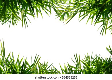 Bamboo leaves frame isolated on white background