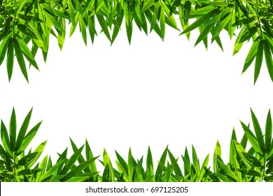 Bamboo leaves frame isolated on white background