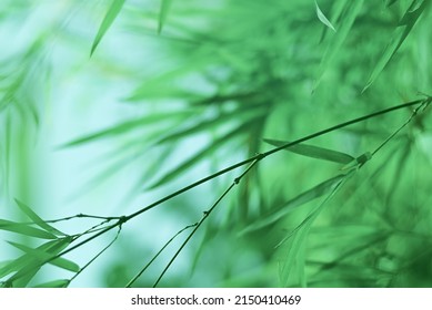 Bamboo leaves in fresh clear morning air. A serene in green nature atmosphere of beautiful bamboo forest. Blurred image in cool tone for spring and summer background and wallpaper.