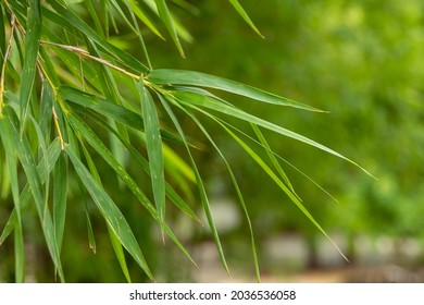 Bamboo Leaves In The Garden