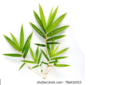 Bamboo leaves are green