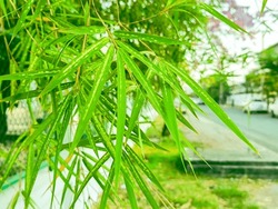Bamboo Leaves, With A Green Background, Can Be Used As Green Bamboo.