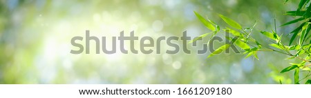 Bamboo leaves, Green leaf on bokeh blurred greenery background. Beautiful leaf texture in sunlight. Natural background. close-up of macro with free space for text.