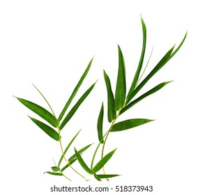 Bamboo Leaves Isolated