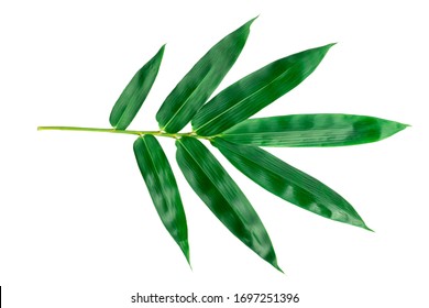 Green Bamboo Leaves Images Stock Photos Vectors Shutterstock