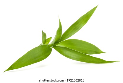 Bamboo Leaves Isolated On White Background