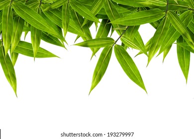 bamboo leaves isolated on white background, design for border, include clipping path