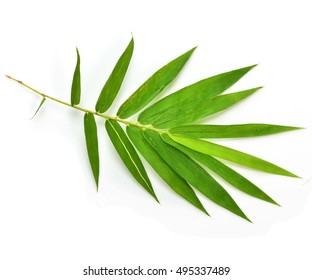 Bamboo Leaves Isolated On White.
