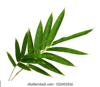 Bamboo leaves, isolated on white background. Fresh, green bamboo-leaves, zen-like. Single object with clipping path.