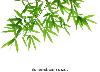 Bamboo Leaves Isolated On White.