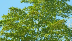 Bamboo Leaves On Daytime Sky Background. Bamboo Leaves And Bright Blue Sky.