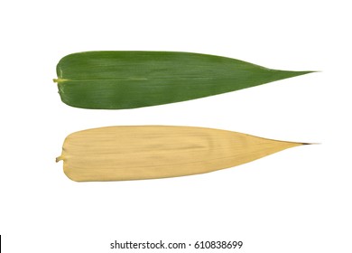 bamboo leaves on isolated, green leaf and dried leaf on isolate. - Powered by Shutterstock