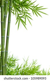 bamboo with leaves on white background with copy space