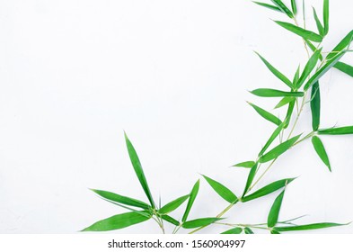 Bamboo leaves  on white background