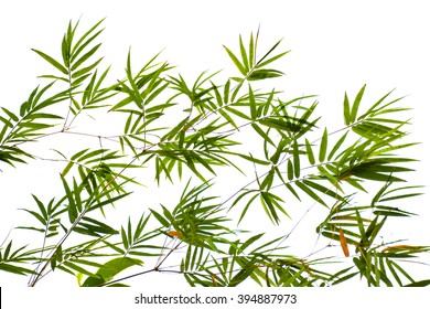Bamboo Leaves On White Background