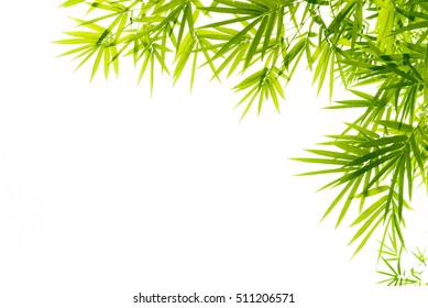 Bamboo leaves,Isolated on a white background,