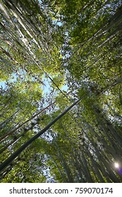 Bamboo looking up