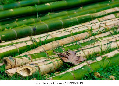 Bamboo For Making Rafts On Rio Grande, Jamaica