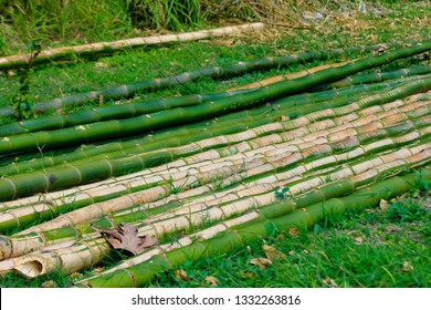 Bamboo For Making Rafts On Rio Grande, Jamaica