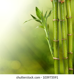 Many Bamboo Stalks Light Beam Stock Photo (Edit Now) 158062022